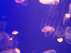 -白鹿仓冰雪海洋世界