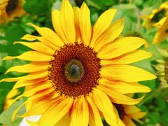 -花开海上生态园