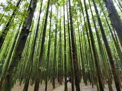 -山王坪喀斯特国家生态公园