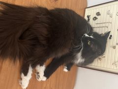 -有猫主题·治愈系猫咖(曾厝垵店)