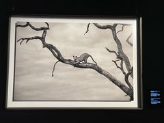 -罗红摄影艺术馆