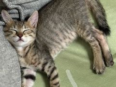 -安安宠医宠物医院·异宠·犬猫内科(岳阳分院)