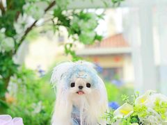 -萌宠之家·腊肠犬·马尔泰·小体犬舍