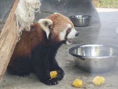 -武汉动物园