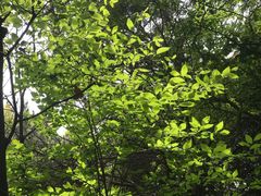 -苏州上方山国家森林公园