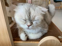 -飞行喵MR PILOT|猫舍·猫咖(静安大融城店)