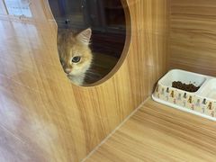 -猫十亿·布偶金渐层·曼基康矮脚猫舍(青年路店)
