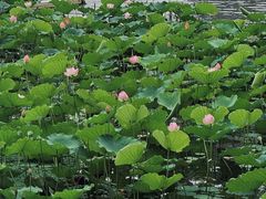 -荔湾湖公园