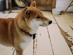 -小时光咖啡馆(北锣鼓巷店)