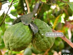 -北戴河集发农业梦想王国