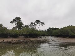 -东寨港红树林旅游区