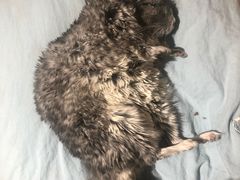 -瑞派·关忠动物医院·异宠专科·犬猫肿瘤·皮肤专科(望京店)