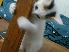 -东莞瑞派宠友24H宠物中心医院·转诊夜诊·异宠(新河北路院)