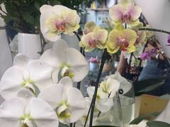 -FEI FEI FLOWER鲜花店·气球派对·宝宝宴布置(虹口德必运动Loft店)