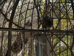 -喵屿·大理花园猫咖