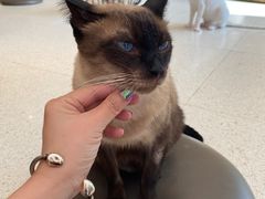 -飞行喵MR PILOT|猫舍·猫咖(静安大融城店)