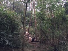 -成都大熊猫繁育研究基地