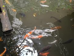 -优之名鹅城