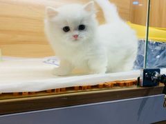 -欣宠猫屋·矮脚拿破仑·蓝金金渐层