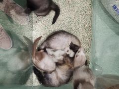 -藦茜花园宠物主题亲子互动体验馆(国顺东路店)