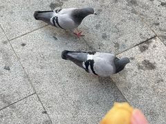 -妈咪鸡蛋仔(尖沙咀东分店)