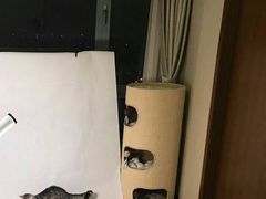 -超宠爱宠物摄影-Super pet