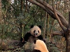-成都大熊猫繁育研究基地