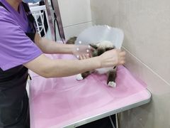 -北京观赏动物医院·24小时大型综合·猫专科·异宠专科