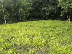 -白鹭湾湿地公园