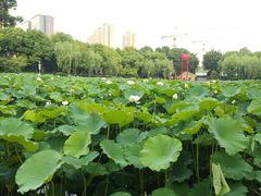 -陈家山荷花公园