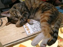 -猫的天空之城概念书店(杭州南宋御街店)