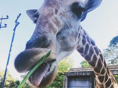 -清迈夜间动物园