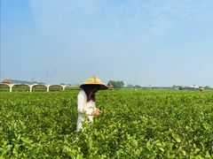 -中华茉莉园