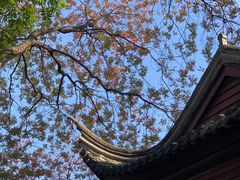 -八大山人梅湖景区