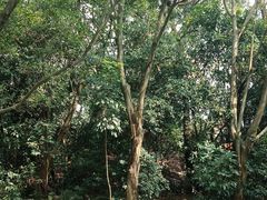 -白云山风景名胜区