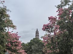 -顺峰山公园