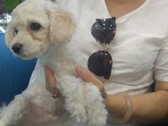 -瑞鹏宠物医院·爱宠堂·骨外专科(西荷分院)