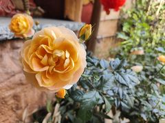 -园林美食城·本土农家菜(杨和镇店)