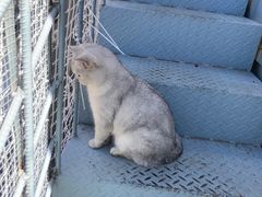 -喵屿·大理花园猫咖