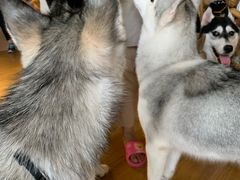-Husky Go! 哈士奇体验馆·宠物咖啡厅狗咖