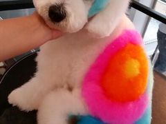 android_upload_pic-唐小姐の猫狗洗护·购宠旗舰店(周浦万达店)