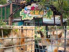 -欢乐松鼠谷