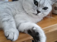 -关爱动物医院·心脏·中兽医·异宠(金牛路分院)