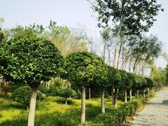-东郊湿地公园