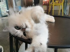 -喵屿·大理花园猫咖