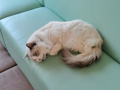 -猫在这儿猫咪咖啡馆·撸猫馆