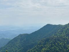 -天目山大树王景区