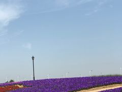 -杭州湾海上花田景区
