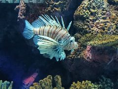 -上海海洋水族馆