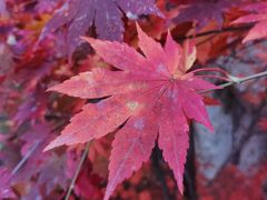 -何记羊汤馆(丽水佳源店)